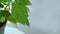 Closeup of green leaf with water drops, interior freshly watered green plants, blur background