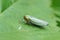 Closeup on a green leafhopper, Cicadella viridis sitting on a green leaf