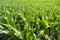 Closeup of green leaves on corn stalks in farm field in sunshine