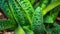 Closeup of green leaves with dot pattern. Ledebouria, drought tolerant plant