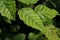 Closeup of green leaves with drops of moisture after rain