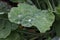 Closeup of green leaves with drops of moisture after rain