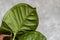 Closeup green leaves of pink syngonium on a gray background. Green leaves texture.