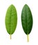 Closeup of green leaves of pittosporum tobira