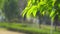 Closeup of green leaves in sunlight, blur spring park background, sapling