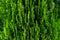 Closeup of green leaves of Thuja trees. Green Thuja occidentalis Columna texture macro. Evergreen coniferous tree, Platycladus