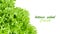 Closeup of green lettuce leaves on white background with space for your text