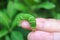 Closeup a Green Lime Tree Caterpillar on Human`s Fingers