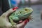 Closeup of a green lizard holding in hands