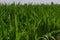 Closeup of green lush corn maize leaves growing in sunshine