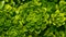 Closeup of green lush succulent leaves.