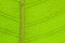 Closeup of green mango leaf detail