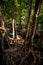 closeup green mangrove tree interlaced roots under sunlight
