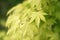 Closeup of green maple leaves, blur effect, beginning of autumn