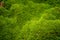 Closeup green moss in nature