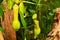 Closeup of Green nepenthes in the garden. Tropical pitcher plants