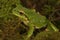 Closeup on a green North-American Pacific treefrog ,Pseudacris regilla sitting on moss