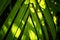 Closeup Green palm leaf texture background