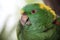 Closeup of a green parakeet with beautiful plumage, Roatan, Honduras, Central America