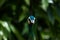 Closeup of a Green Peafowl Looking Off to Side of Camera with Partial Side Profile