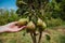 Closeup of green pears on a branch in an orchard