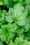 Closeup of a green Piggyback Plant in the woods, as a nature background