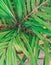 Closeup of green pine palm leaves, nature photography