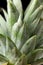 Closeup green pineapple leaf texture, nature background, tropical leaf, large foliage
