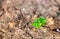 Closeup of green plant growing in dry desert soil