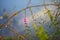 Closeup of green plant with pink flowers growing over the river or lake in Brittany  France