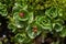 Closeup of green plantations growing in a garden