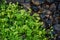 Closeup of Green plants on Leirhnjukur lava field covered with moss, overcast day in summer , with grain