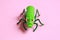 Closeup of a green plastic toy grasshopper on a pink background