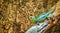 Closeup of a green plumed basilisk, male lizard, tropical reptile pet from America