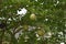 Closeup of a green pomelo plant in a garden in Hanoi in Vietnam, Asia