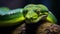 Closeup of a green python