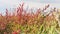 Closeup of green and red colored samphire in autumn