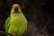 Closeup of a green rose ringed parakeet perched on a tree branch