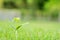 Closeup green sapling on grass floor background with copy space in beginning concept