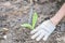 Closeup green sapling on soil background with man hand