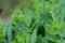 Closeup Green Sedum Leaves