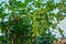 Closeup of Green seeds Castor oil plant