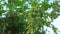 Closeup of Green seeds Castor oil plant, Ricinus communis Fruit on tree