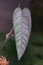 Closeup of the green silvery leaves of Epipremnum Cebu Blue