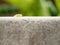 Closeup green slug parasa lepida slow walking on the wall with