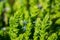 Closeup of green small ornamental plants outdoors