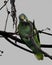 Closeup of a green Southern mealy amazon standing on a branch while eating