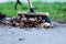 Closeup of a green street broom used in cleaning a pavement