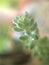 Closeup green succulent Burro`s-tail plants ,sedum morganianum with water drops ,cactus desert plant and blurred background