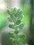 Closeup green succulent Burro`s-tail plants ,sedum morganianum with water drops ,cactus desert plant and blurred background